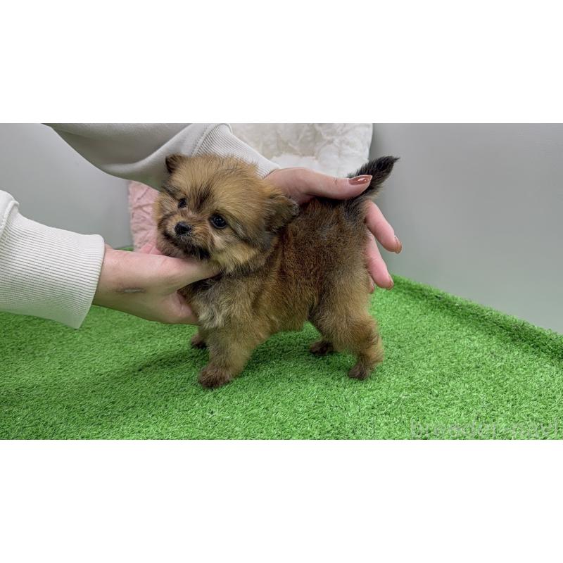 販売中の東京都のポメプー:ポメラニアン×トイプードル-451924の8枚目