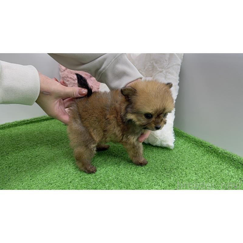 販売中の東京都のポメプー:ポメラニアン×トイプードル-451924の7枚目