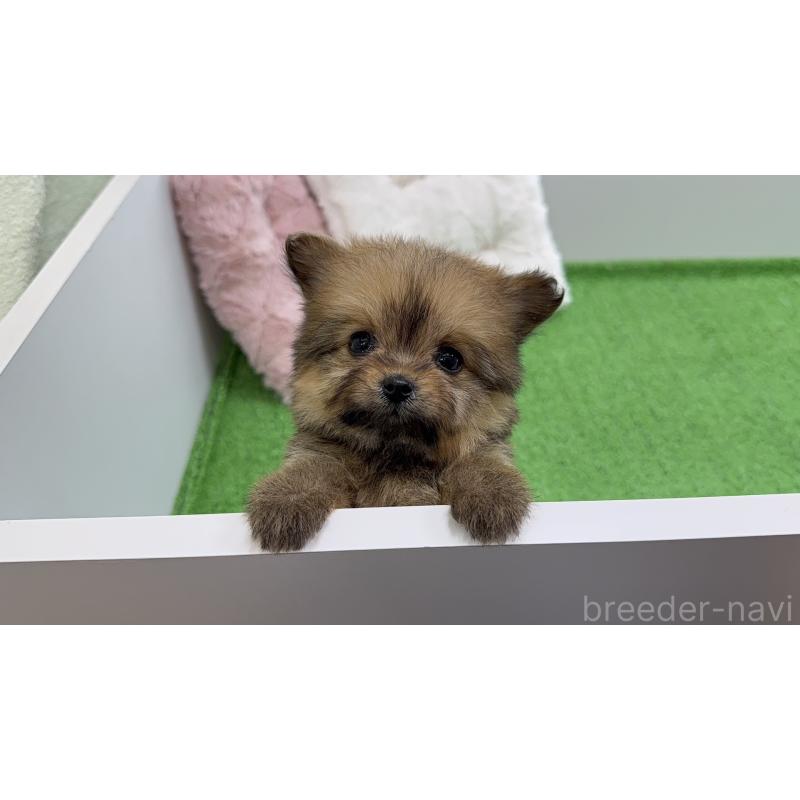 販売中の東京都のポメプー:ポメラニアン×トイプードル-451924の5枚目