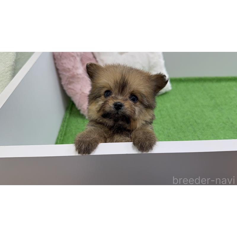 販売中の東京都のポメプー:ポメラニアン×トイプードル-451924の4枚目