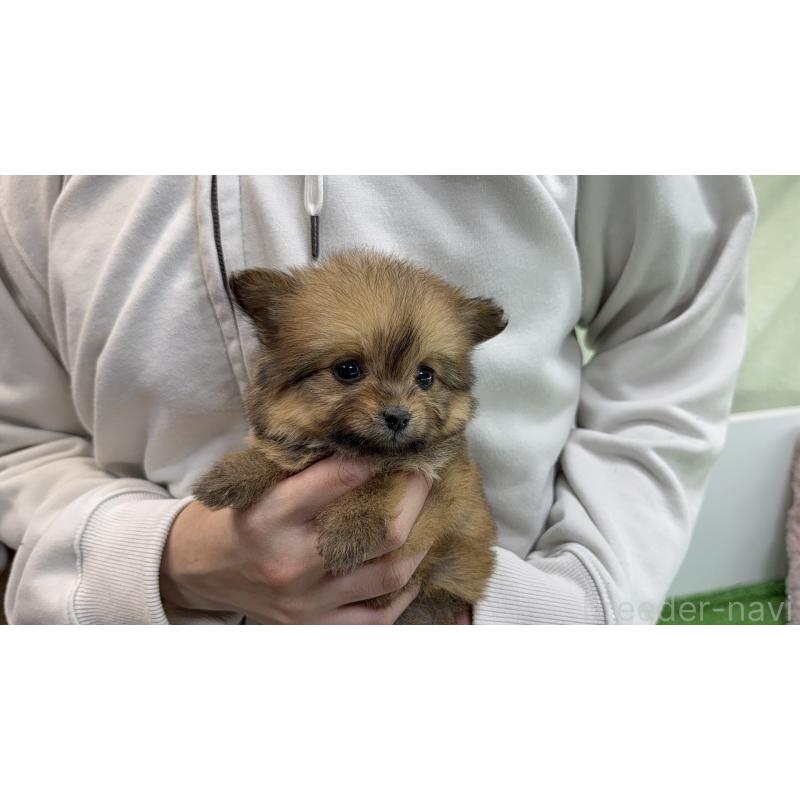 販売中の東京都のポメプー:ポメラニアン×トイプードル-451924の2枚目