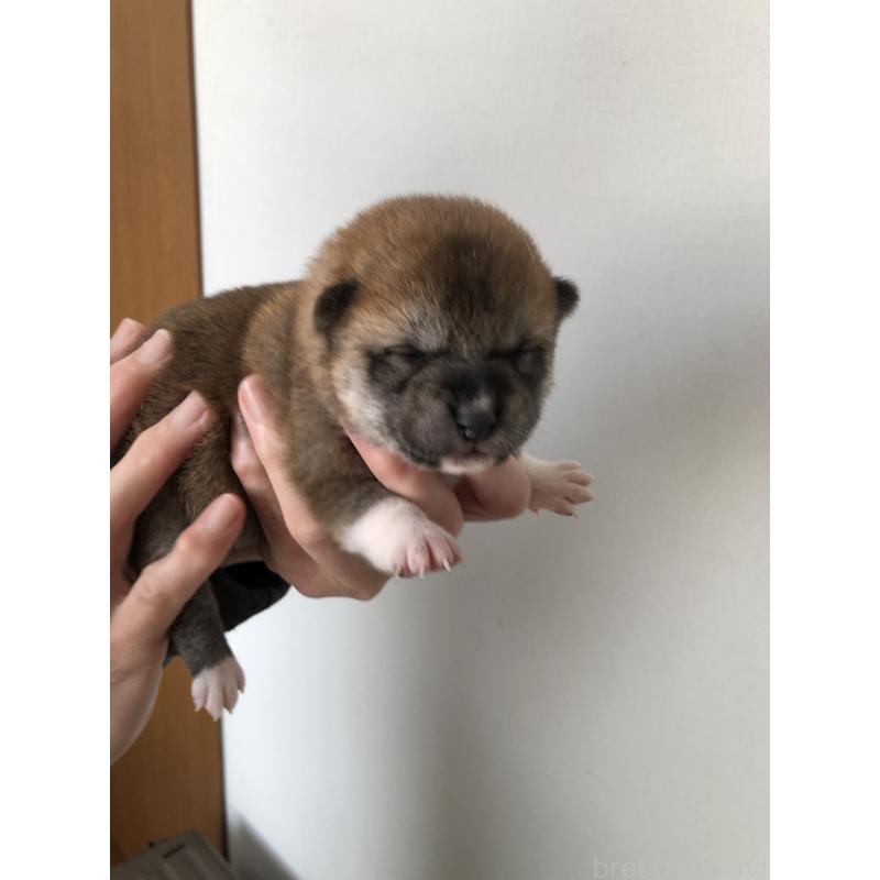 販売中の山口県の柴犬-451934の4枚目