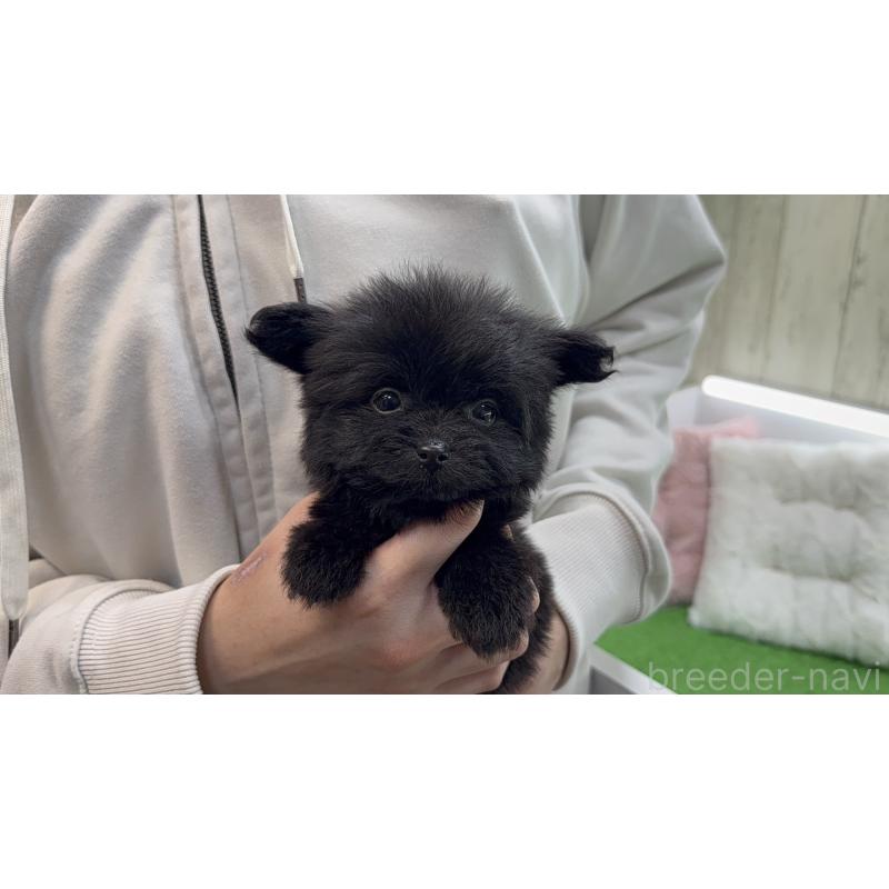 販売中の東京都のポメプー:ポメラニアン×トイプードル-451926の4枚目