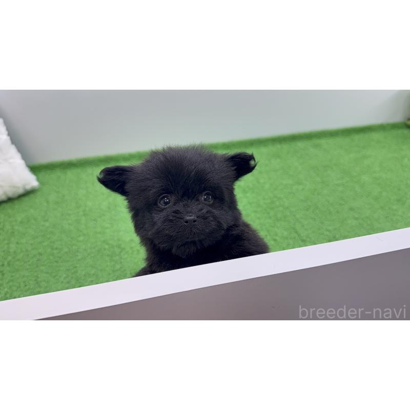 販売中の東京都のポメプー:ポメラニアン×トイプードル-451926の3枚目