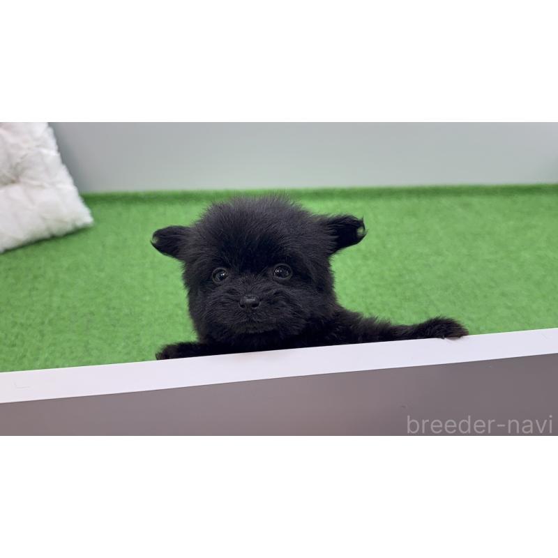 販売中の東京都のポメプー:ポメラニアン×トイプードル-451926の2枚目