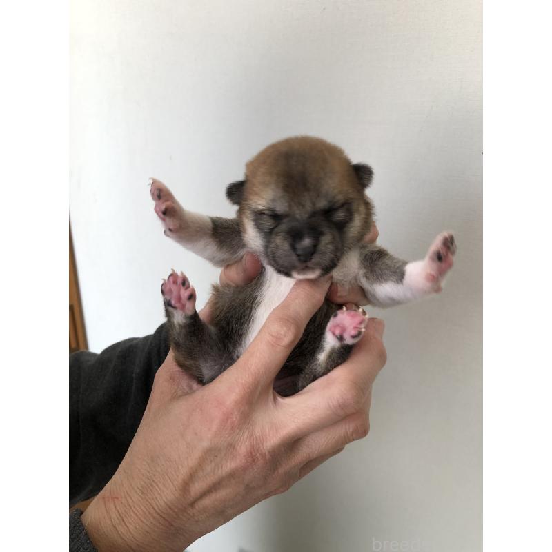 販売中の山口県の柴犬-451934の2枚目