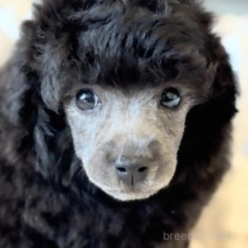 販売中の埼玉県のタイニープードル-451925