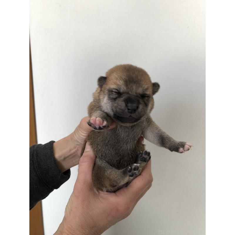 販売中の山口県の柴犬-451932の4枚目