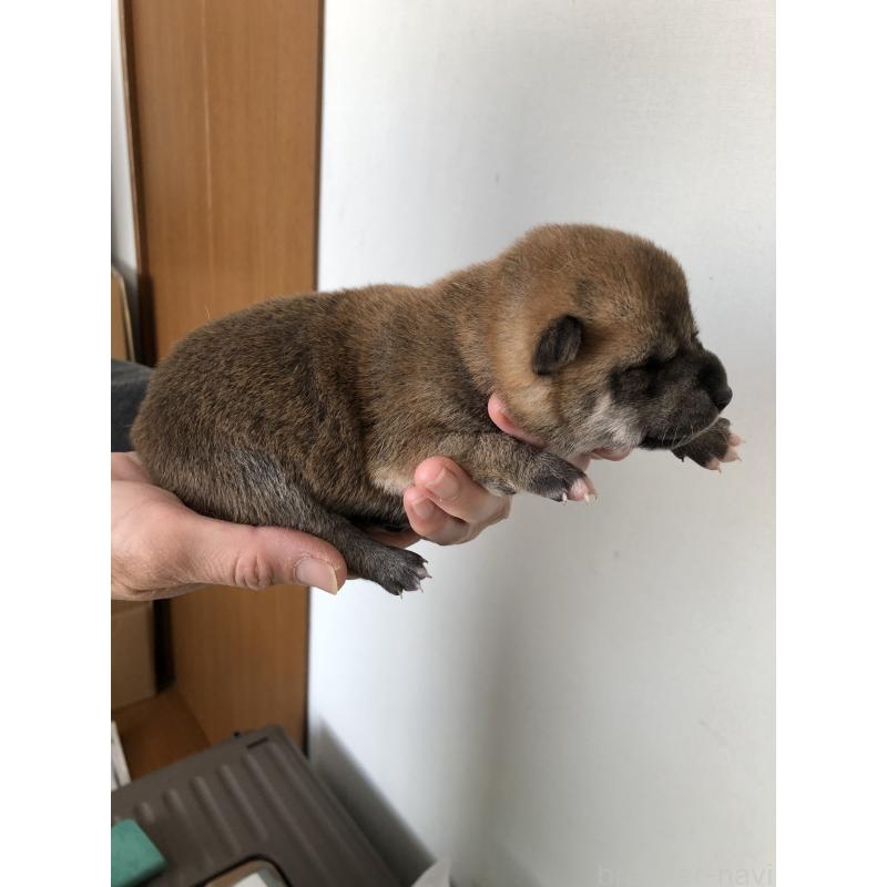 販売中の山口県の柴犬-451932の3枚目