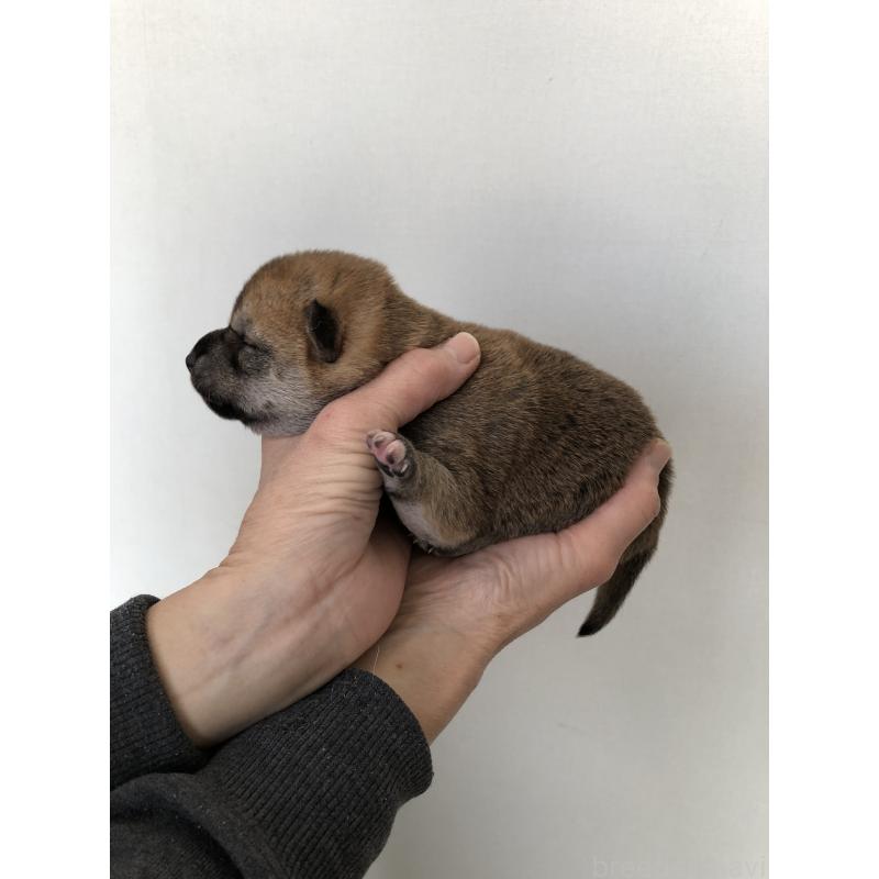 販売中の山口県の柴犬-451932の2枚目