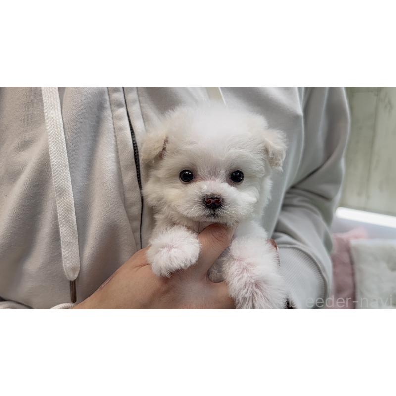 販売中の東京都のビションプー:ビションフリーゼ×トイプードル-451928の3枚目