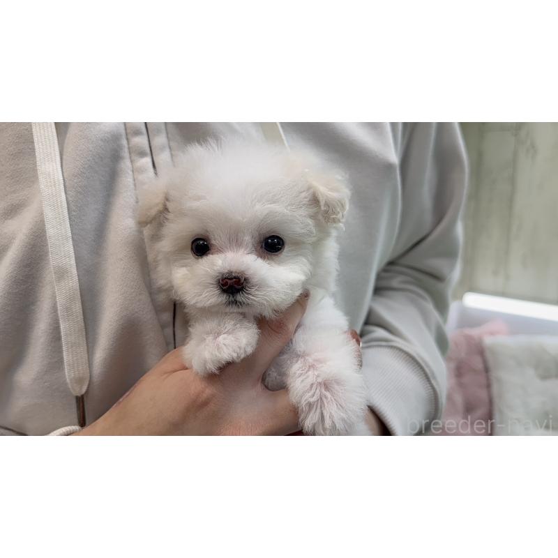 販売中の東京都のビションプー:ビションフリーゼ×トイプードル-451928の2枚目