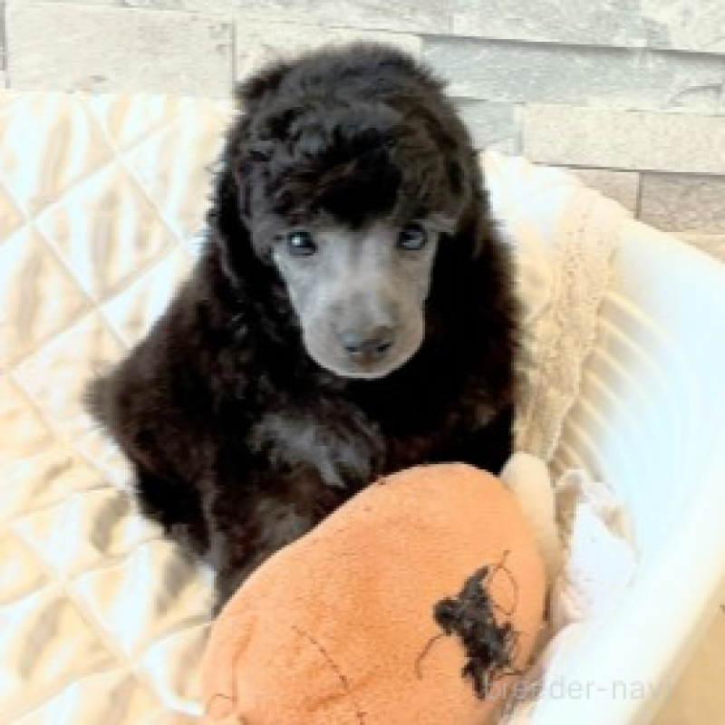 販売中の埼玉県のタイニープードル-451929