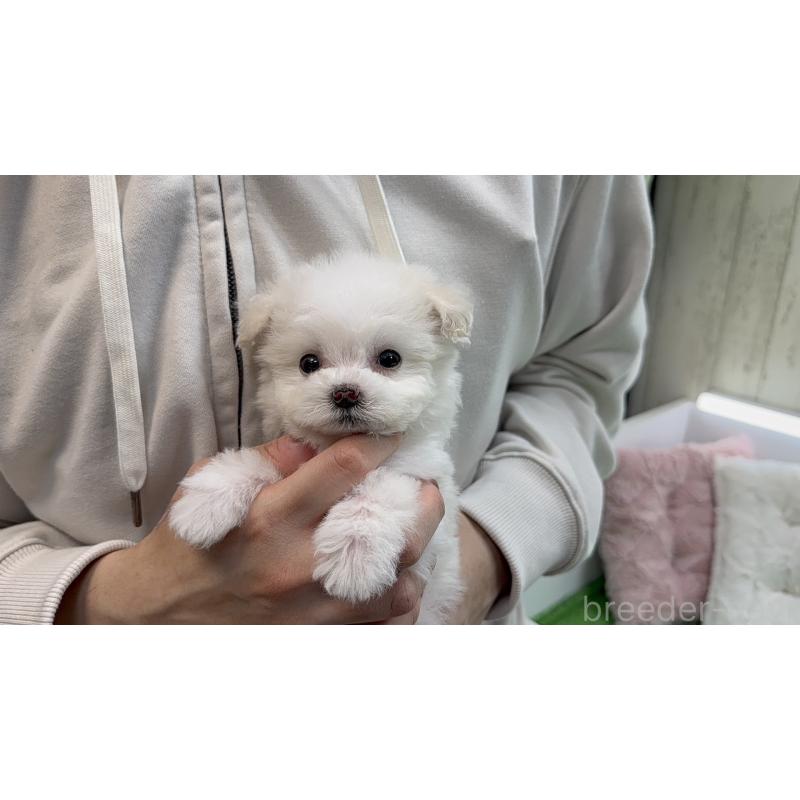 販売中の新潟県のビションプー:ビションフリーゼ×トイプードル-451930の5枚目