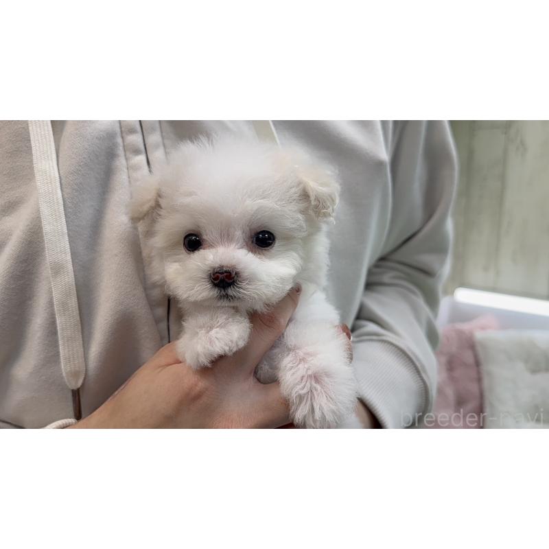 販売中の新潟県のビションプー:ビションフリーゼ×トイプードル-451930の4枚目