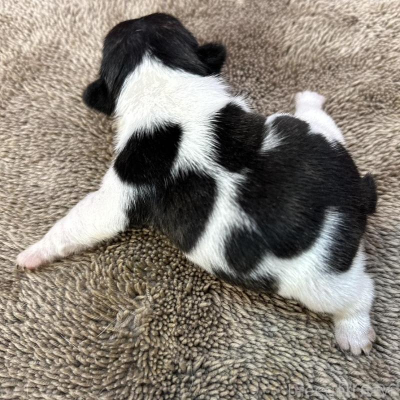 販売中の茨城県のフレンチブルドッグ-451933の10枚目