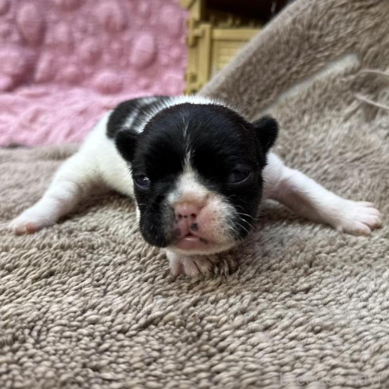 販売中の茨城県のフレンチブルドッグ-451933の9枚目