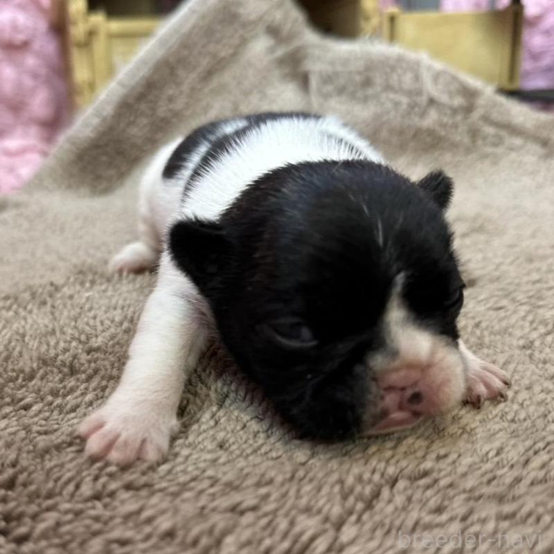 販売中の茨城県のフレンチブルドッグ-451933の8枚目