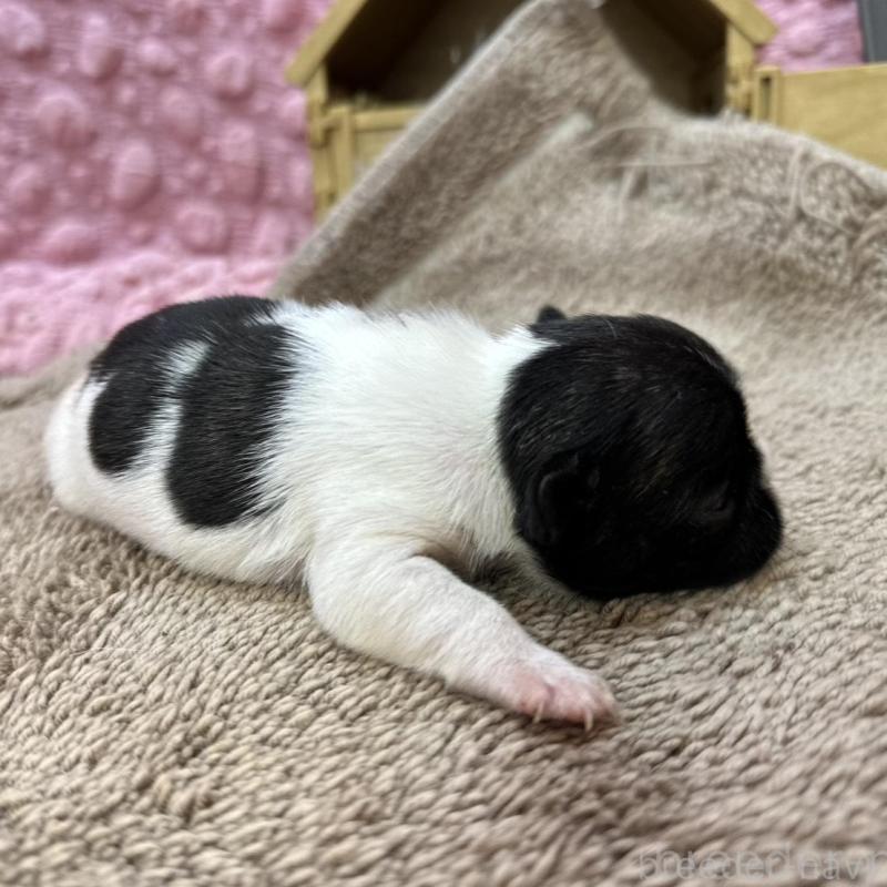 販売中の茨城県のフレンチブルドッグ-451933の7枚目