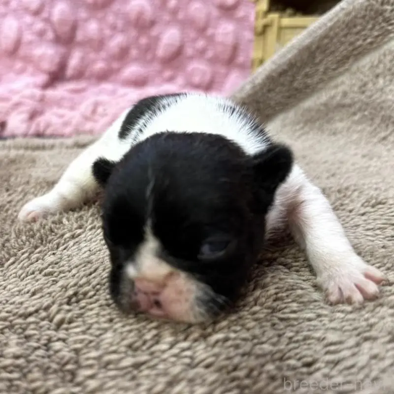 販売中の茨城県のフレンチブルドッグ-451933の6枚目