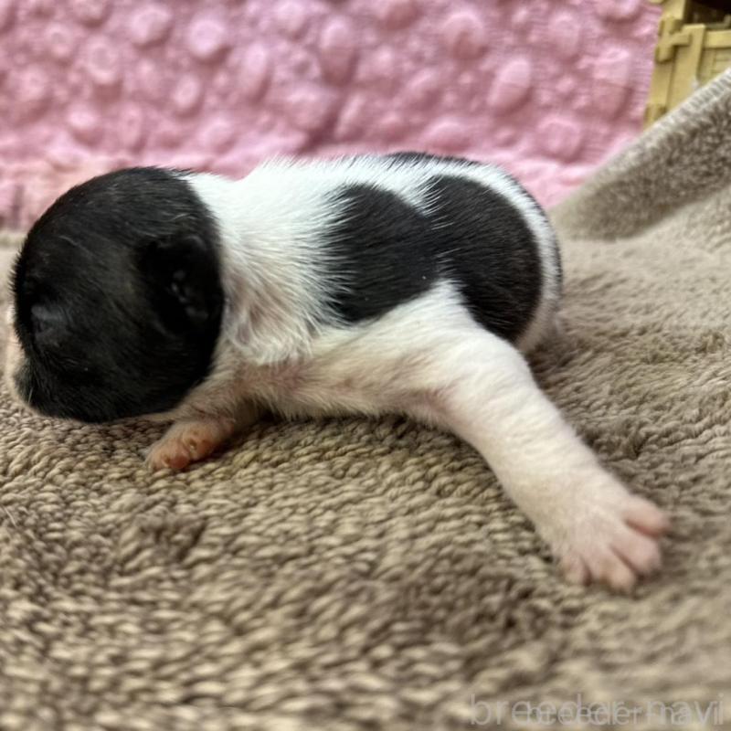 販売中の茨城県のフレンチブルドッグ-451933の5枚目