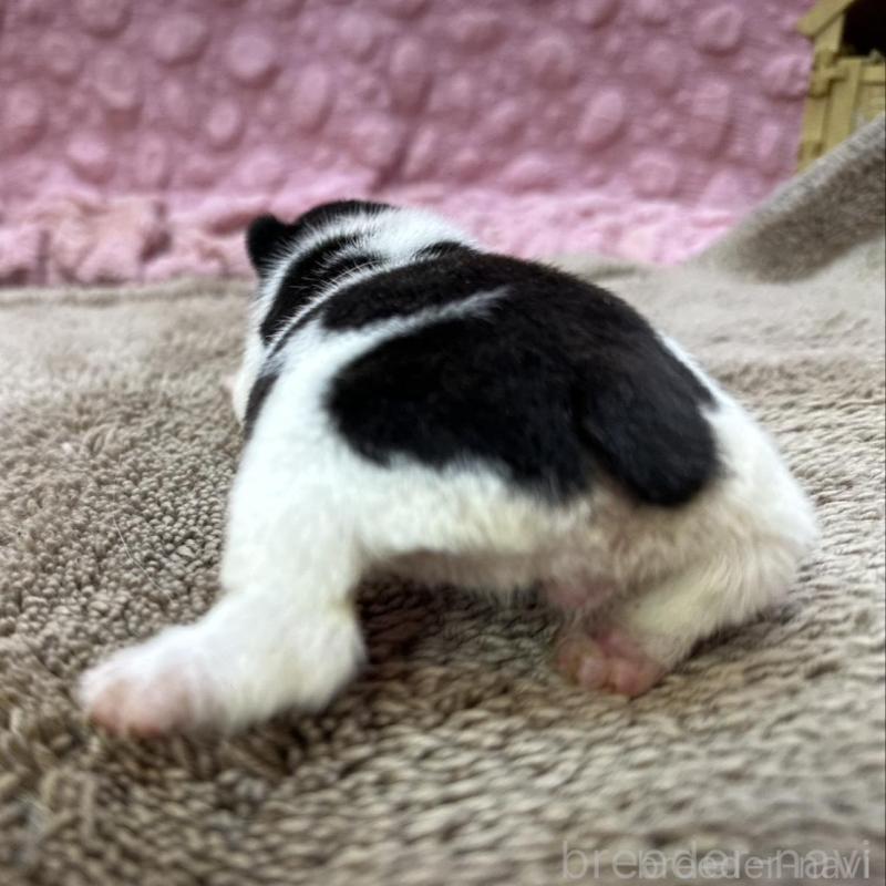 販売中の茨城県のフレンチブルドッグ-451933の4枚目