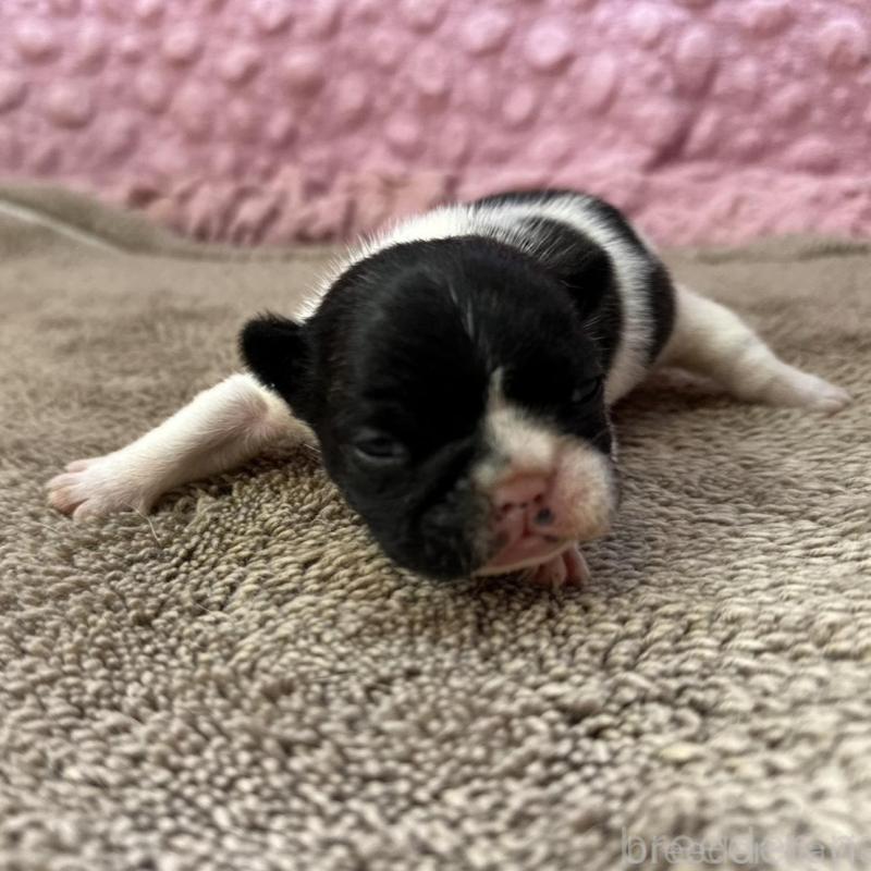 販売中の茨城県のフレンチブルドッグ-451933の2枚目