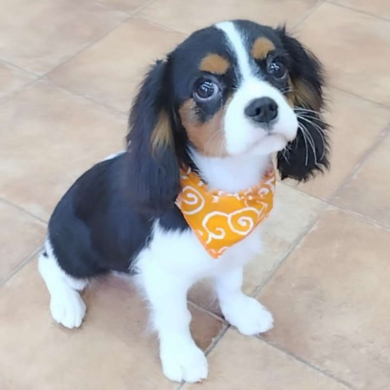 販売中の神奈川県のキャバリアキングチャールズスパニエル-440802の13枚目