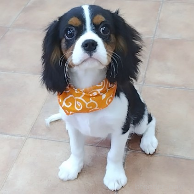 販売中の神奈川県のキャバリアキングチャールズスパニエル-440802の12枚目