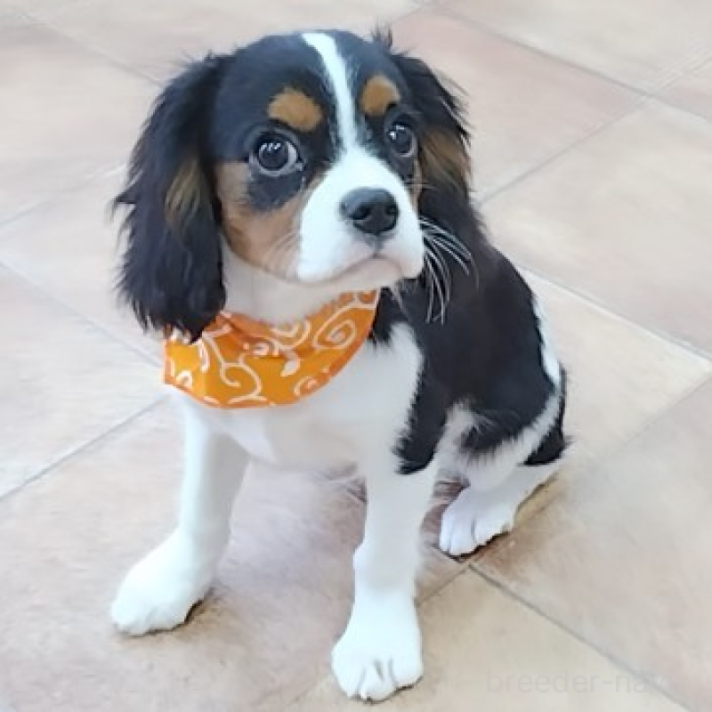 販売中の神奈川県のキャバリアキングチャールズスパニエル-440802の11枚目