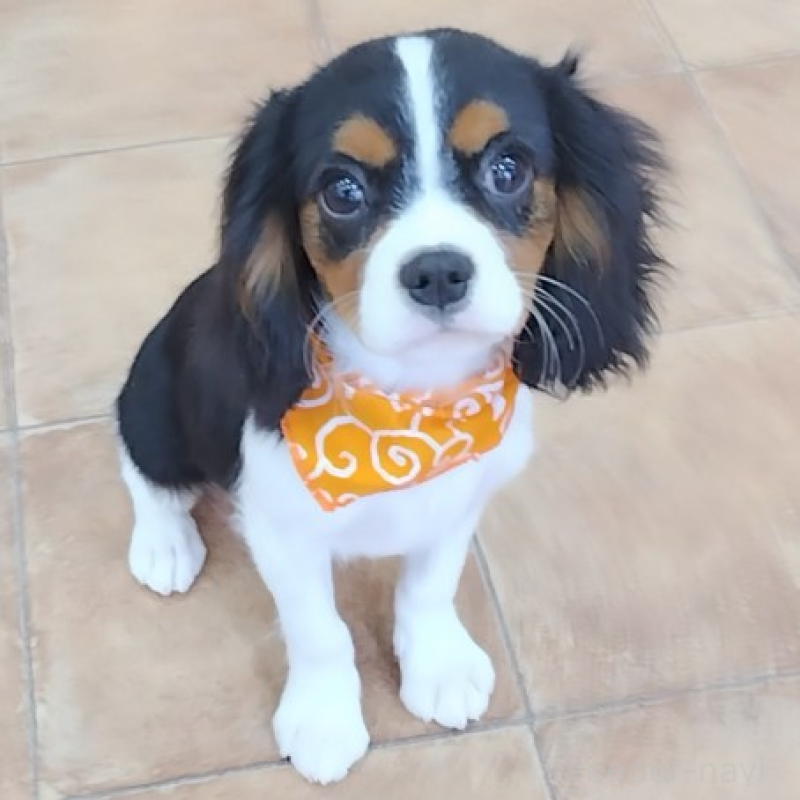 販売中の神奈川県のキャバリアキングチャールズスパニエル-440802の10枚目