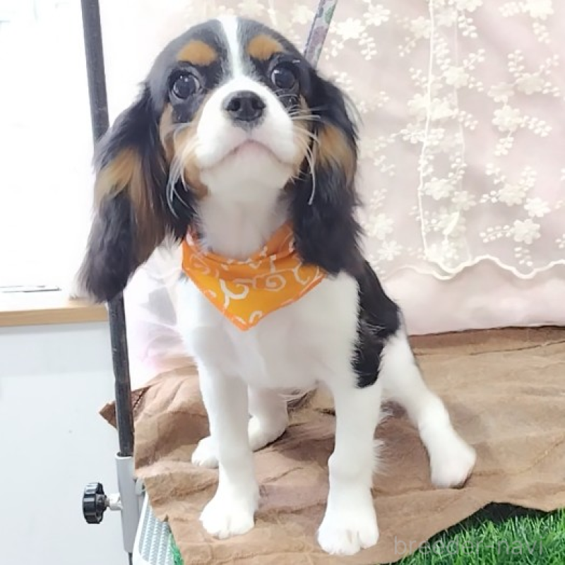 販売中の神奈川県のキャバリアキングチャールズスパニエル-440802の9枚目