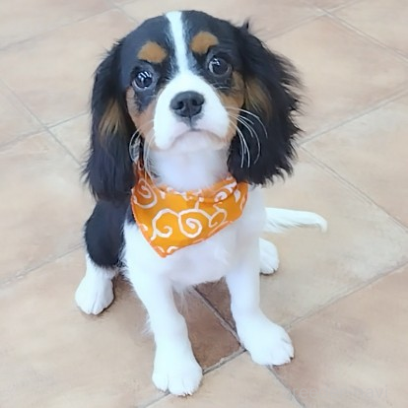 販売中の神奈川県のキャバリアキングチャールズスパニエル-440802の8枚目