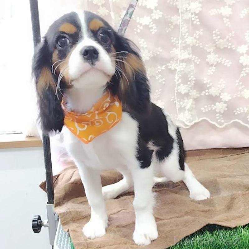 販売中の神奈川県のキャバリアキングチャールズスパニエル-440802の7枚目