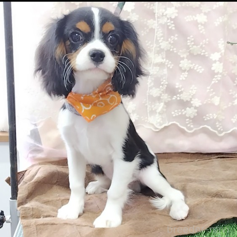 販売中の神奈川県のキャバリアキングチャールズスパニエル-440802の6枚目