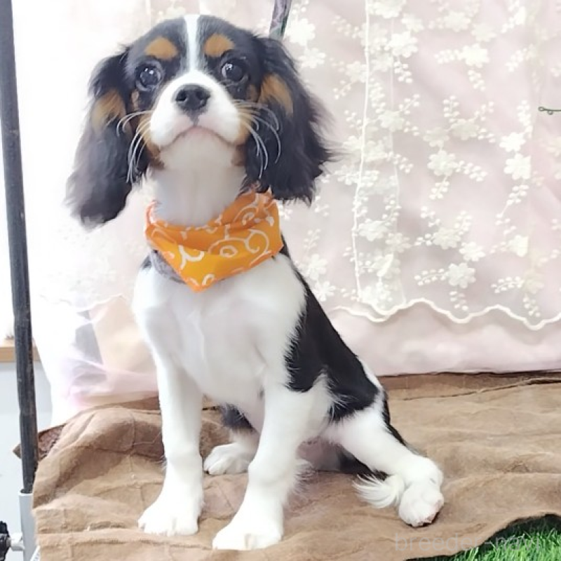 販売中の神奈川県のキャバリアキングチャールズスパニエル-440802の5枚目