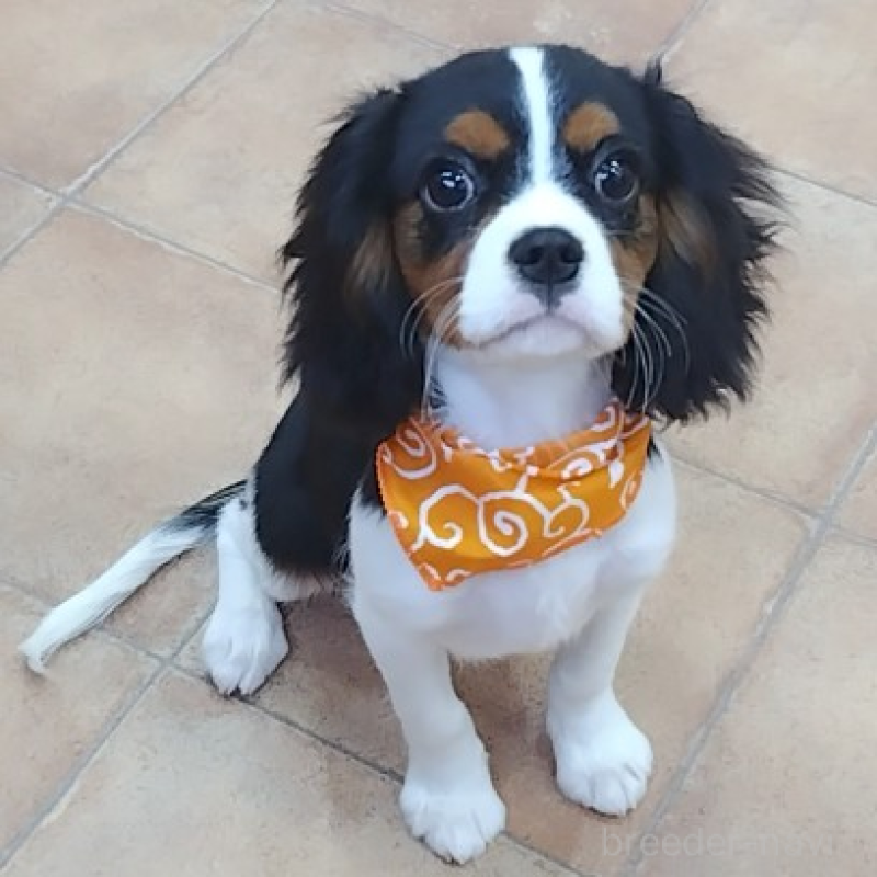 販売中の神奈川県のキャバリアキングチャールズスパニエル-440802の4枚目