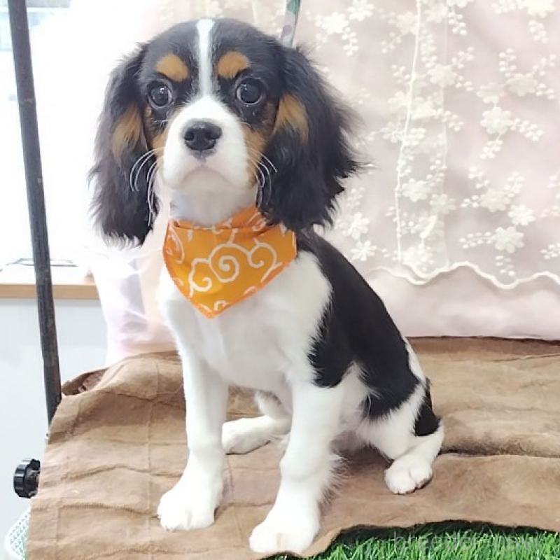 販売中の神奈川県のキャバリアキングチャールズスパニエル-440802の3枚目