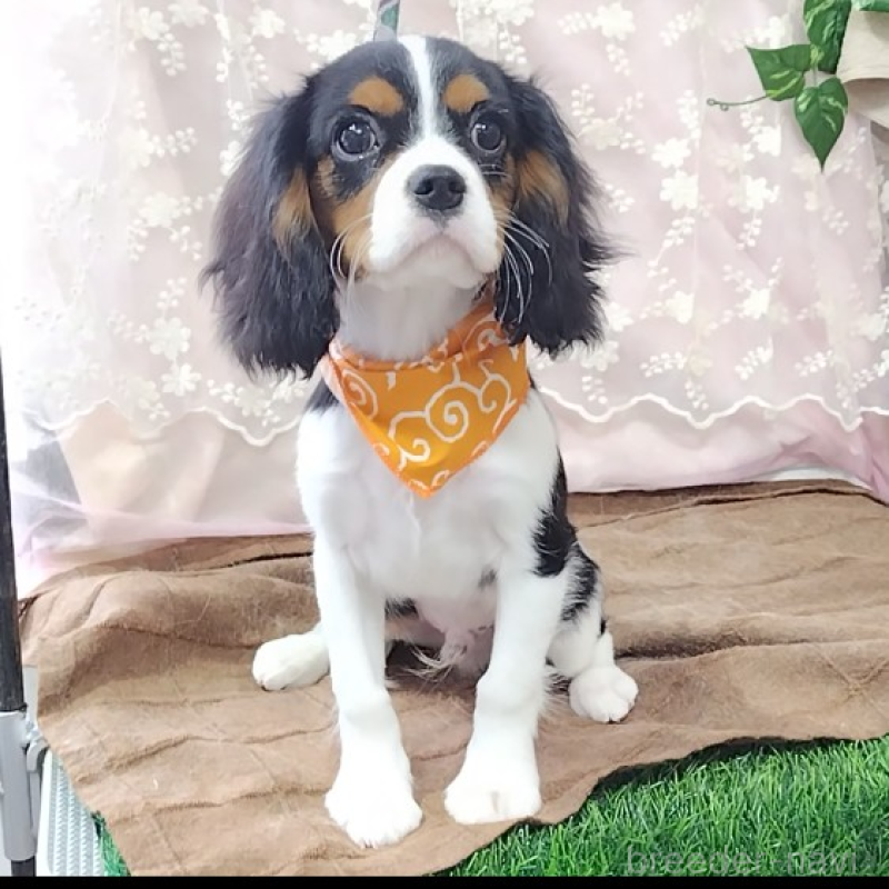 販売中の神奈川県のキャバリアキングチャールズスパニエル-440802の2枚目