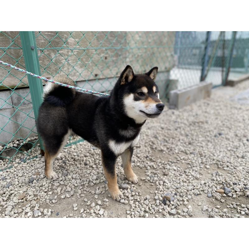 販売中の愛知県の柴犬-451940の3枚目