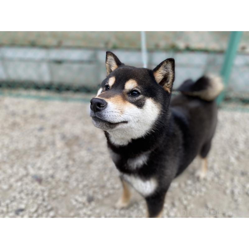 販売中の愛知県の柴犬-451940の2枚目