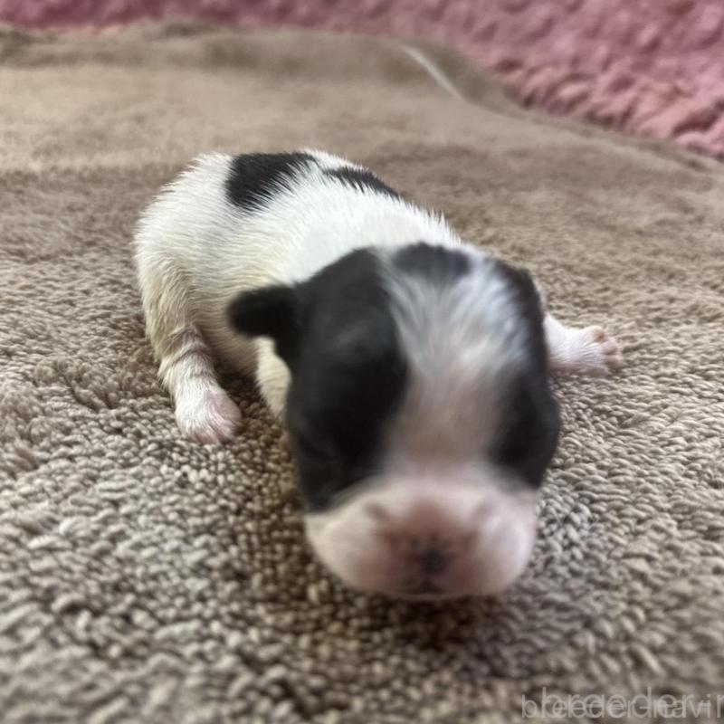 販売中の茨城県のフレンチブルドッグ-451942の11枚目