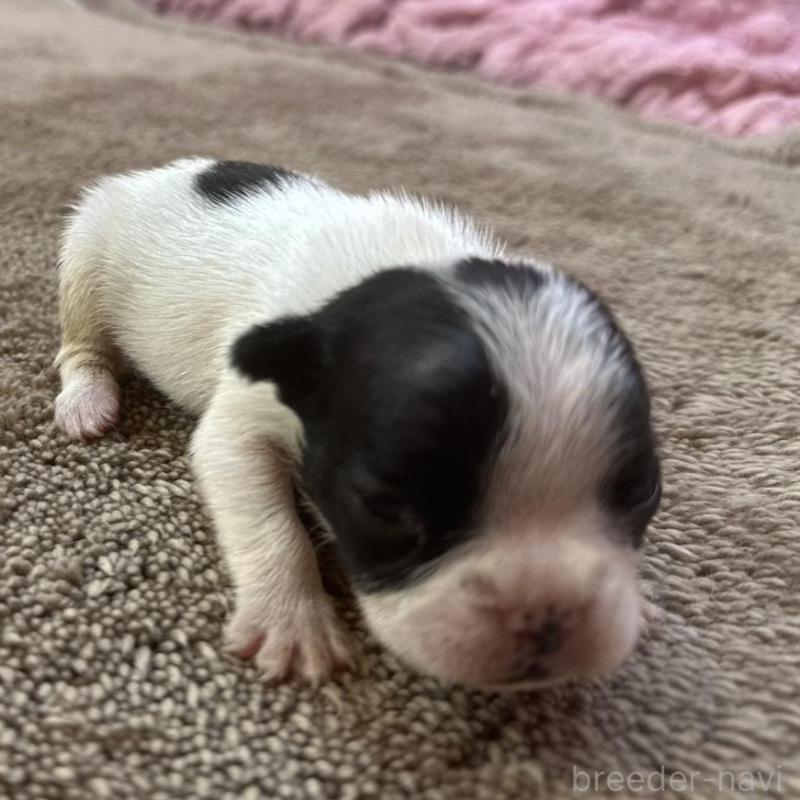 販売中の茨城県のフレンチブルドッグ-451942の10枚目