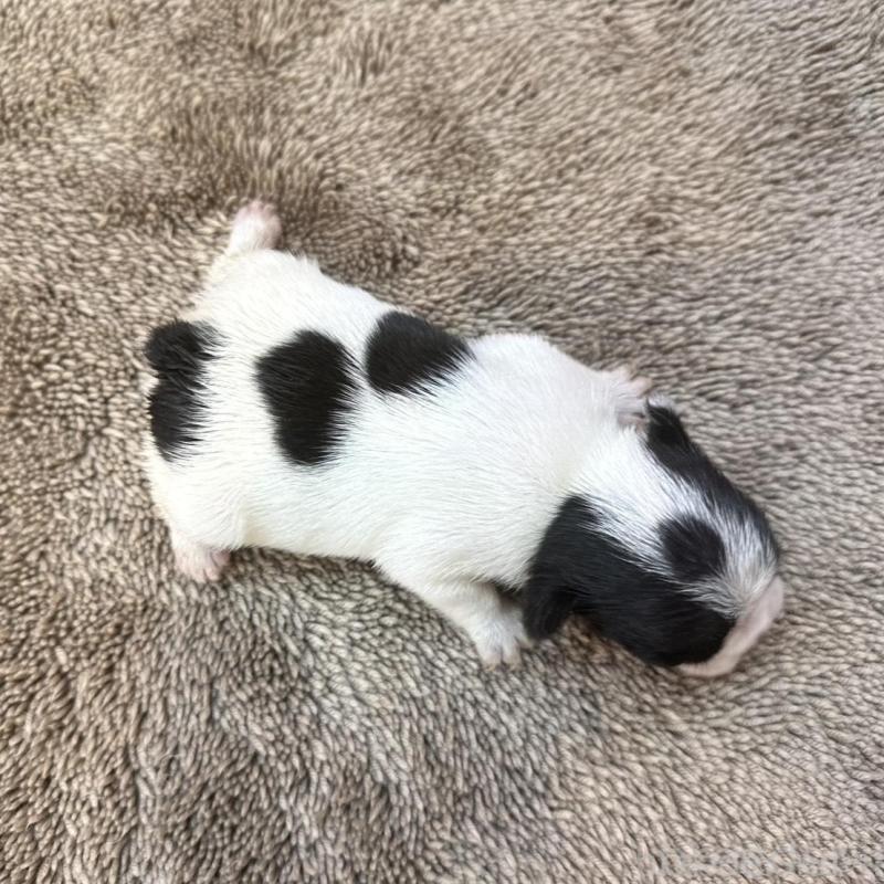 販売中の茨城県のフレンチブルドッグ-451942の9枚目