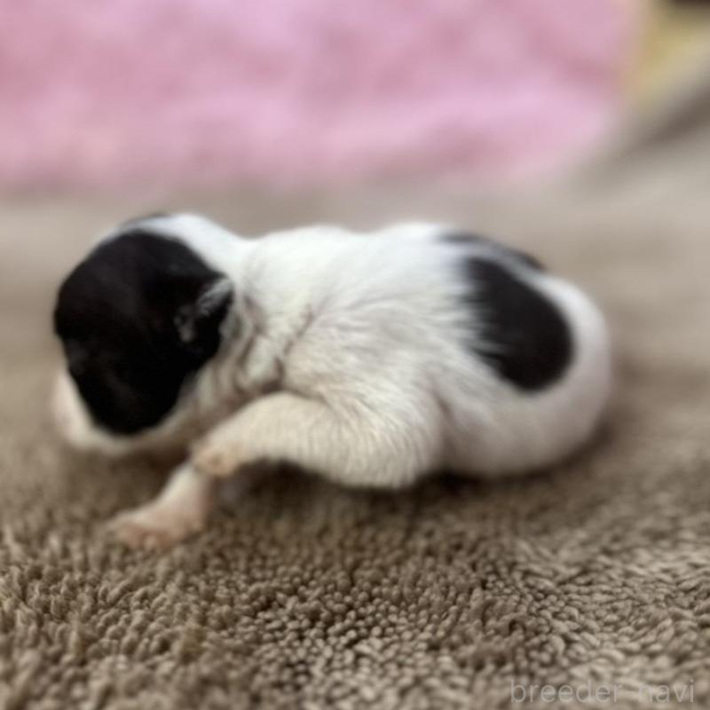 販売中の茨城県のフレンチブルドッグ-451942の8枚目