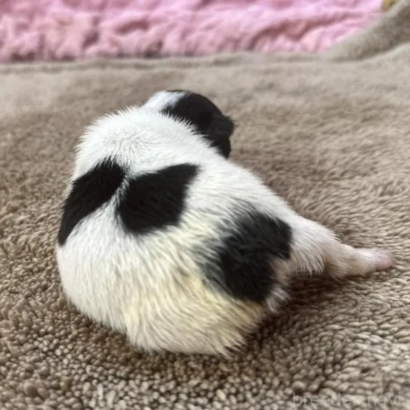 販売中の茨城県のフレンチブルドッグ-451942の7枚目