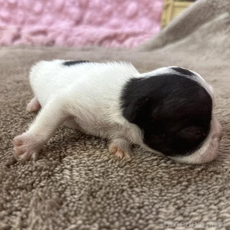 販売中の茨城県のフレンチブルドッグ-451942の6枚目