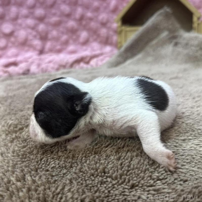 販売中の茨城県のフレンチブルドッグ-451942の5枚目