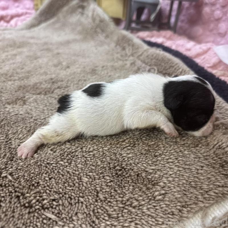 販売中の茨城県のフレンチブルドッグ-451942の4枚目