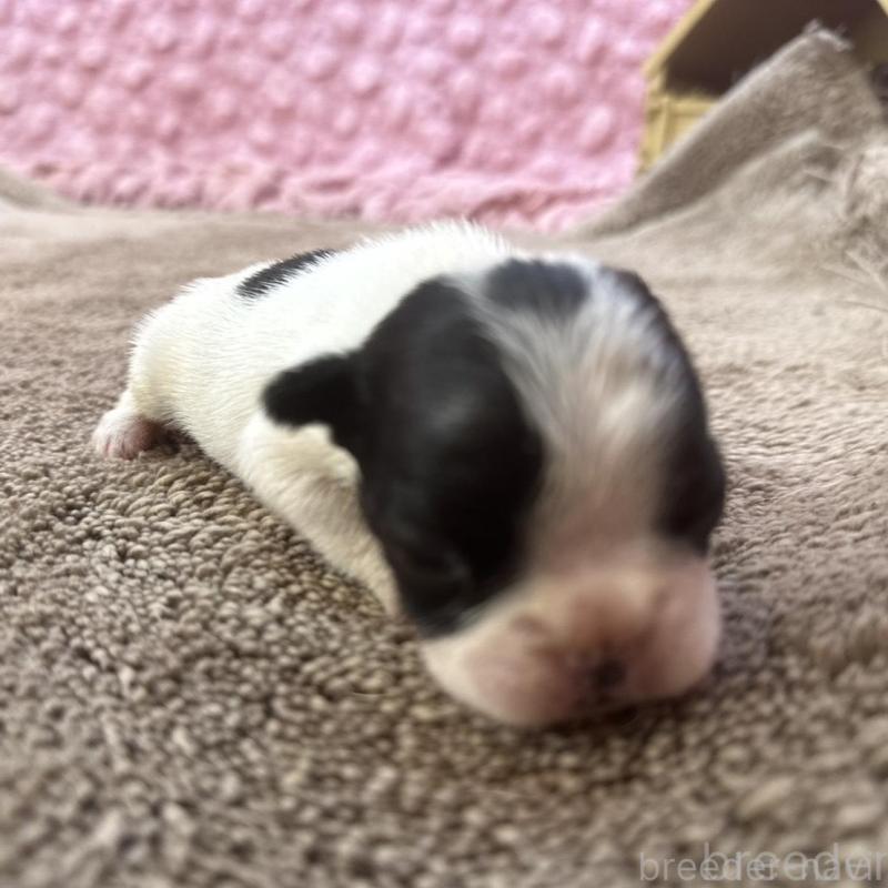 販売中の茨城県のフレンチブルドッグ-451942の3枚目